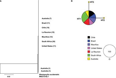 Diversity and Introduction History of Glycaspis brimblecombei Reflects a History of Bridgeheads and Distinct Invasions